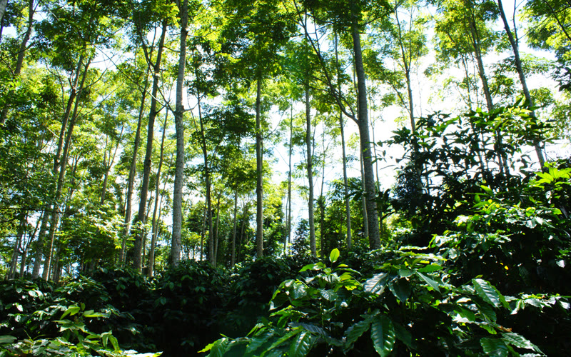 Finca Catoex
