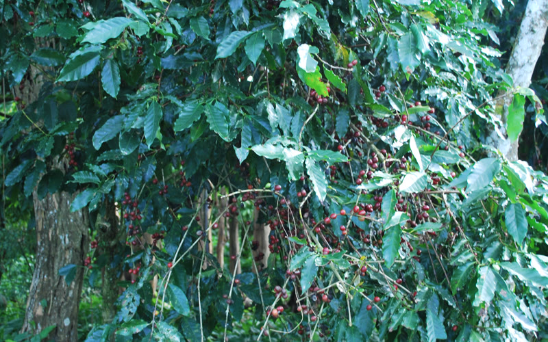 Finca Hamburgo